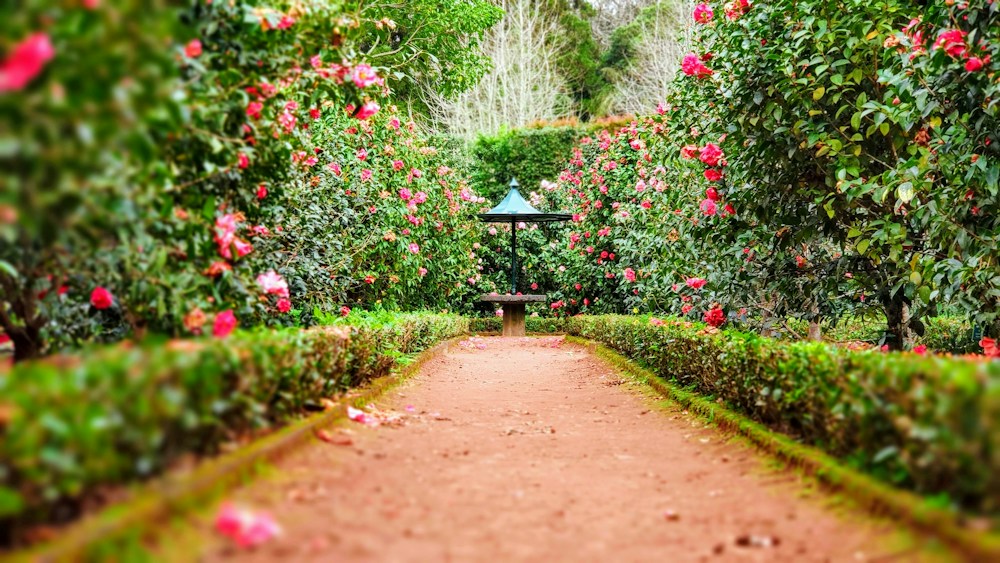 A garden path bordered by green hedges and pink flowers
