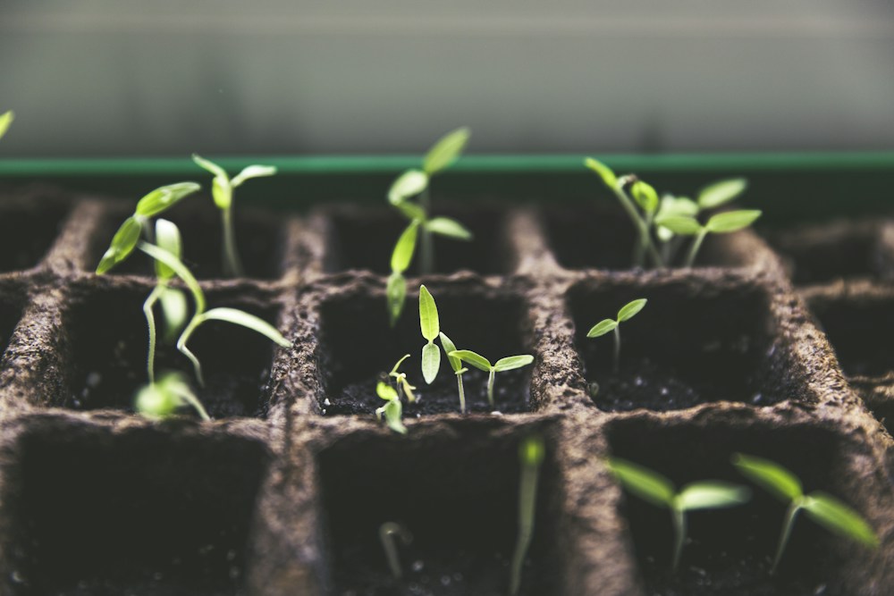 Young green seedlings growing in individual fiber pots